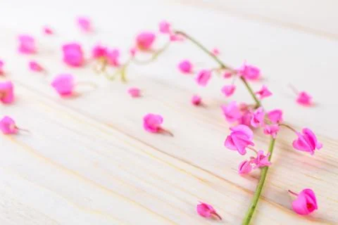 Flowers on a plank Stock Photos