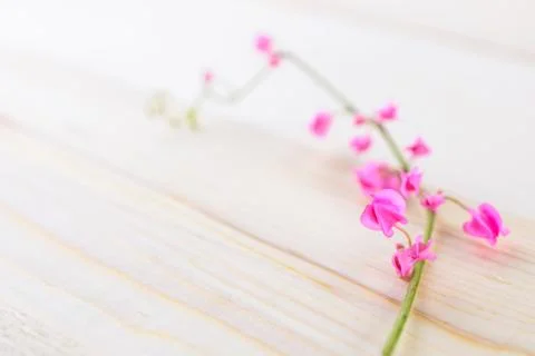 Flowers on a plank Stock Photos