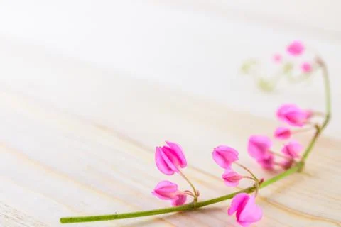 Flowers on a plank Stock Photos