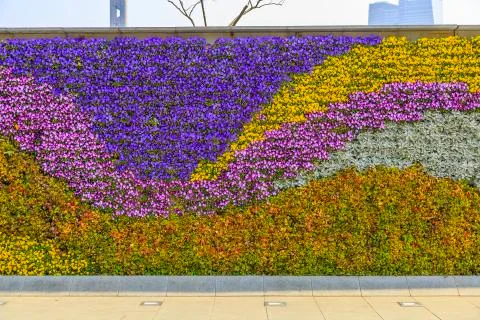 Flowers plant wall Stock Photos