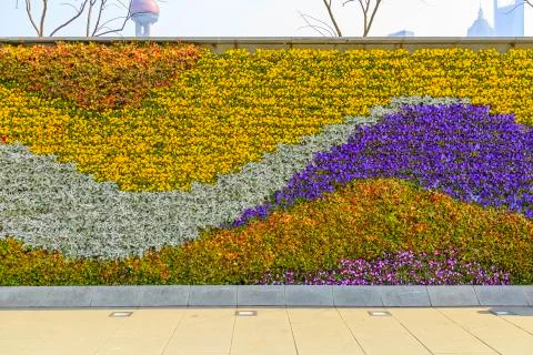 Flowers plant wall Stock Photos