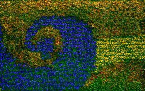 Flowers plant wall Stock Photos