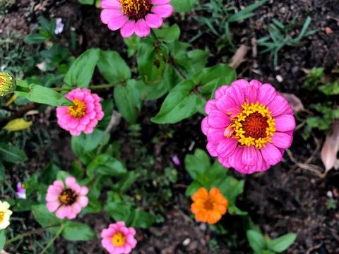 Flowers planted Stock Photos