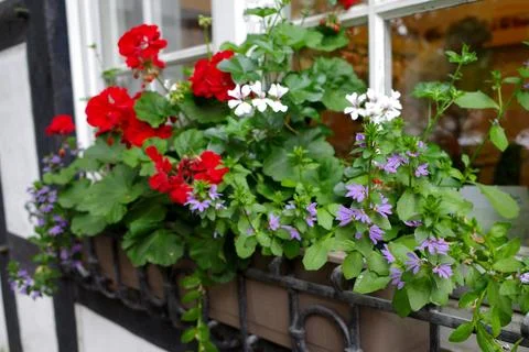 Flowers in a planter in front of a window Stock Photos