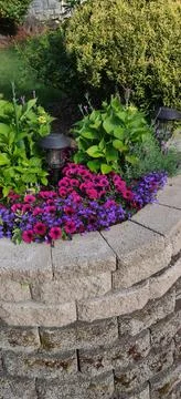 Flowers in a planter Stock Photos