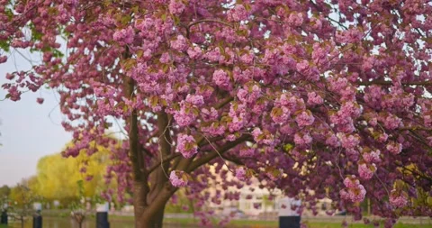 Flowers plants blossoming on a tree in the spring 動画素材 332909792