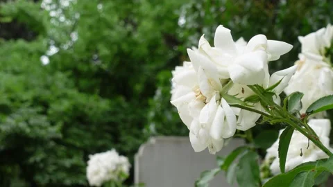 Flowers &amp; Plants in a Graveyard (Cemetery) Stock Footage 197089082