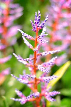 Flowers Plants Stock Photos