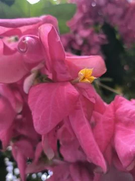 Flowers &amp; Plants Stock Photos