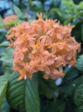 Flowers &amp; Plants Stock Photos