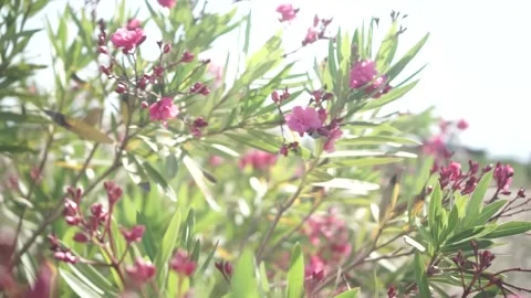 Flowers, Plants, Pink Stock Footage 143841902