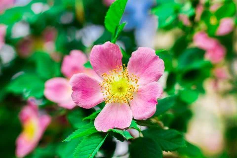 Flowers on the plot near the house of different colors. Stock Photos