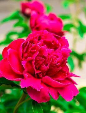 Flowers on the plot near the house of different colors. Stock Photos