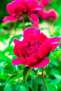 Flowers on the plot near the house of different colors. Stock Photos