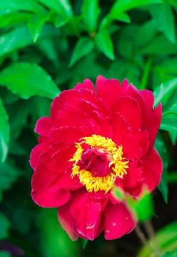Flowers on the plot near the house of different colors. Stock Photos