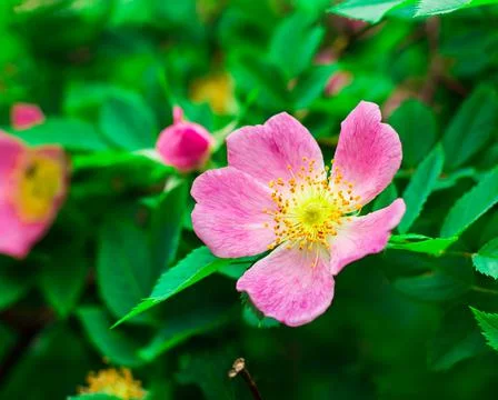 Flowers on the plot near the house of different colors. Stock Photos