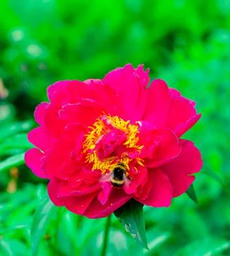 Flowers on the plot near the house of different colors. Stock-Fotos