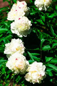 Flowers on the plot near the house of different colors. Foto stock