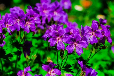 Flowers on the plot near the house of different colors. Stock Photos