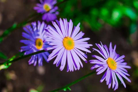Flowers on the plot near the house of different colors. Stock Photos