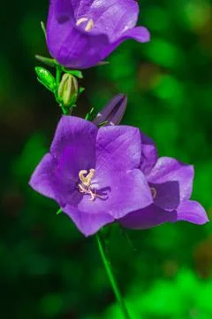 Flowers on the plot near the house of different colors. Stock Photos