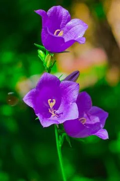 Flowers on the plot near the house of different colors. Stock Photos