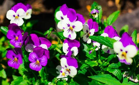 Flowers on the plot near the house of different colors. Stock Photos
