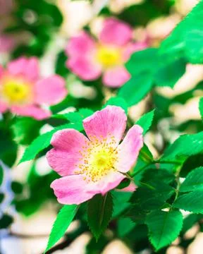 Flowers on the plot near the house of different colors. Stock Photos