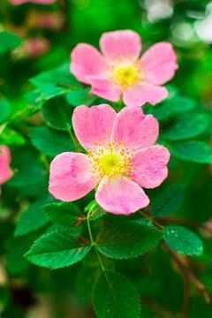 Flowers on the plot near the house of different colors. Stock Photos