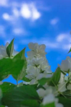 Flowers on the plot near the house of different colors. Stock Photos