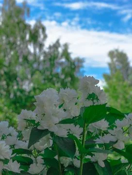 Flowers on the plot near the house of different colors. Stock Photos