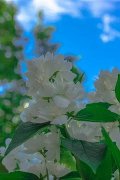 Flowers on the plot near the house of different colors. Stock Photos