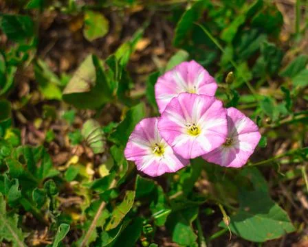 Flowers on the plot near the house of different colors. Stock Photos