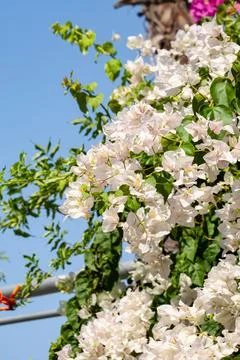 Flowers on the plot near the house of different colors. Stock Photos