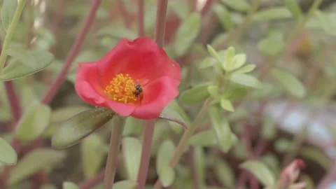 Flowers pollinating by bees in meadows Video stock 219687360