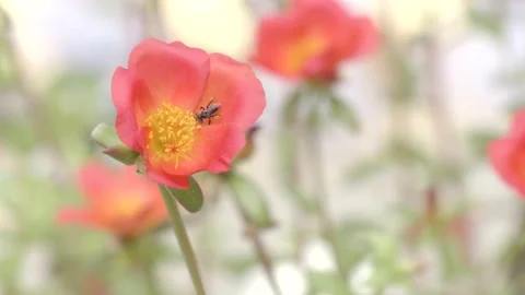 Flowers pollination by bees Video stock 219687365