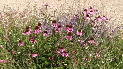 Flowers in pollination Stock Footage 91586959