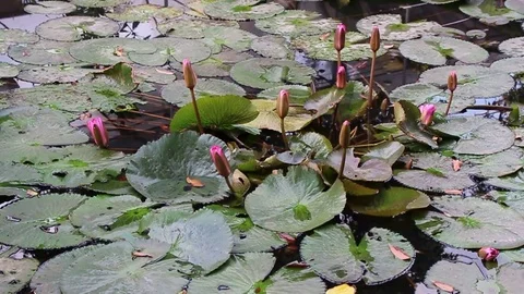 Flowers in the pond Stock Footage 72977081