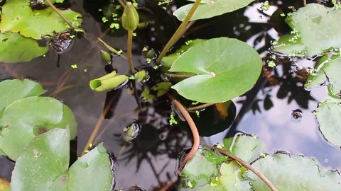 Flowers in the pond Stock Footage 72977106