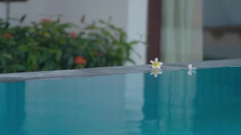 Flowers By The Pool Video stock 333820007
