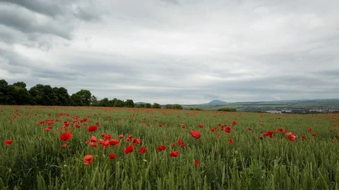Flowers of poppies among the wheat fields swing in the wind and clouds pass by Stock Footage 77516607