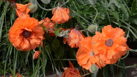 Flowers of poppy Stock Footage 104602273