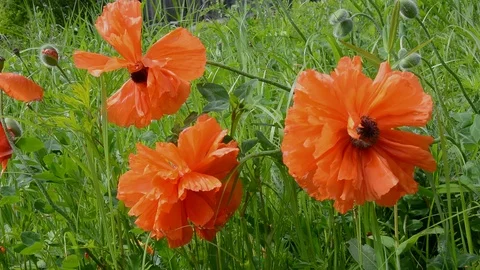 Flowers of poppy Stock Footage 104797474