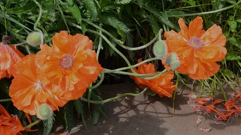 Flowers of poppy Video stock 105040653
