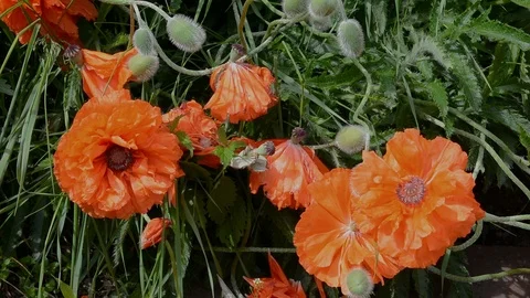 Flowers of poppy Stock Footage 105271589