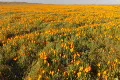 Flowers Poppy HD 02 Footage