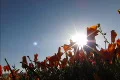 Flowers Poppy HS 02 Dolly Slow Motion Footage