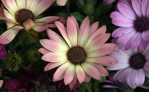 Flowers posing in the sun Stock Photos