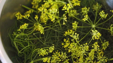 Flowers In A Pot Stock Footage 221827946