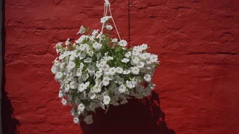 Flowers in a pot. Hanging pot on the background red wall Stock Footage 218540917